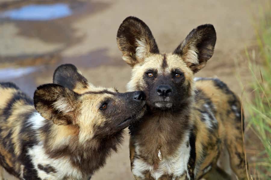 Hartbeespoort: Predator Safari with a Guide - Lions are the main attraction in this Hartbeespoort safari