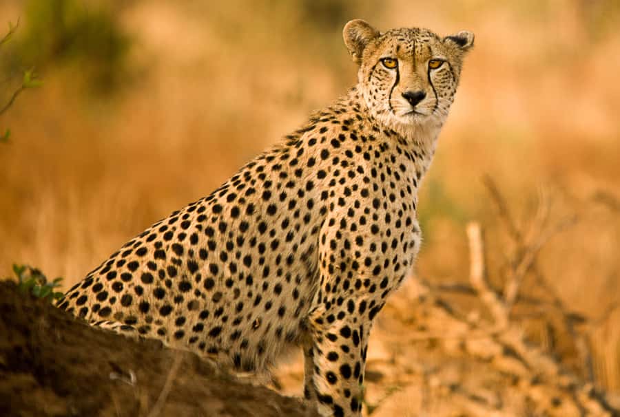 Hartbeespoort: Predator Safari with a Guide - What happens during the one-hour drive
