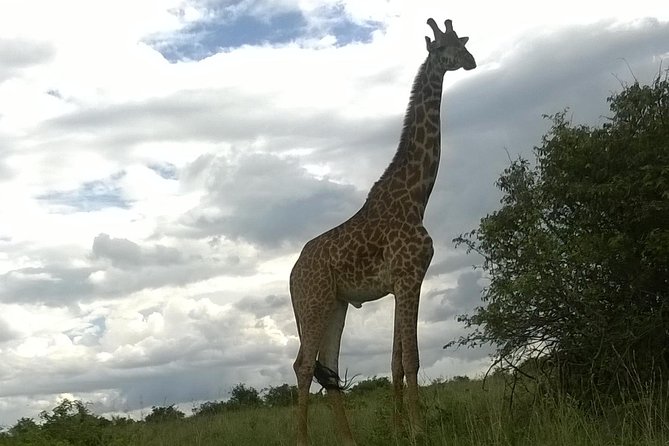 Hell's Gate National Park Private Bike Tour from Nairobi - Why cycling Hell’s Gate feels different from a normal safari