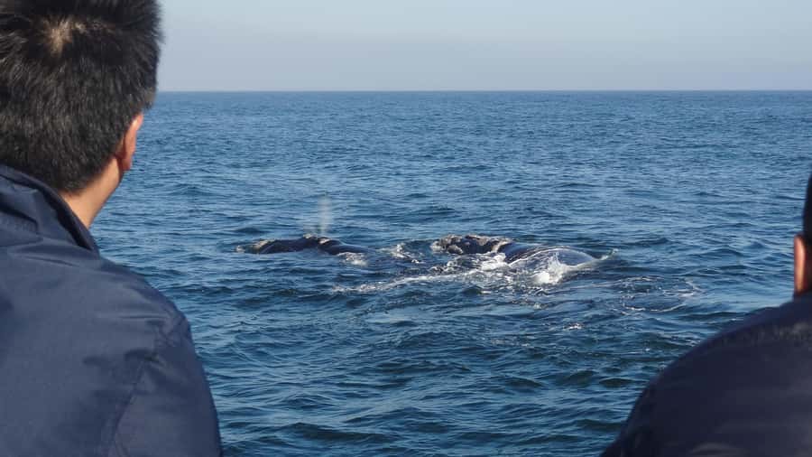 Hermanus: Boat Based Whale Watching Experience - At a glance