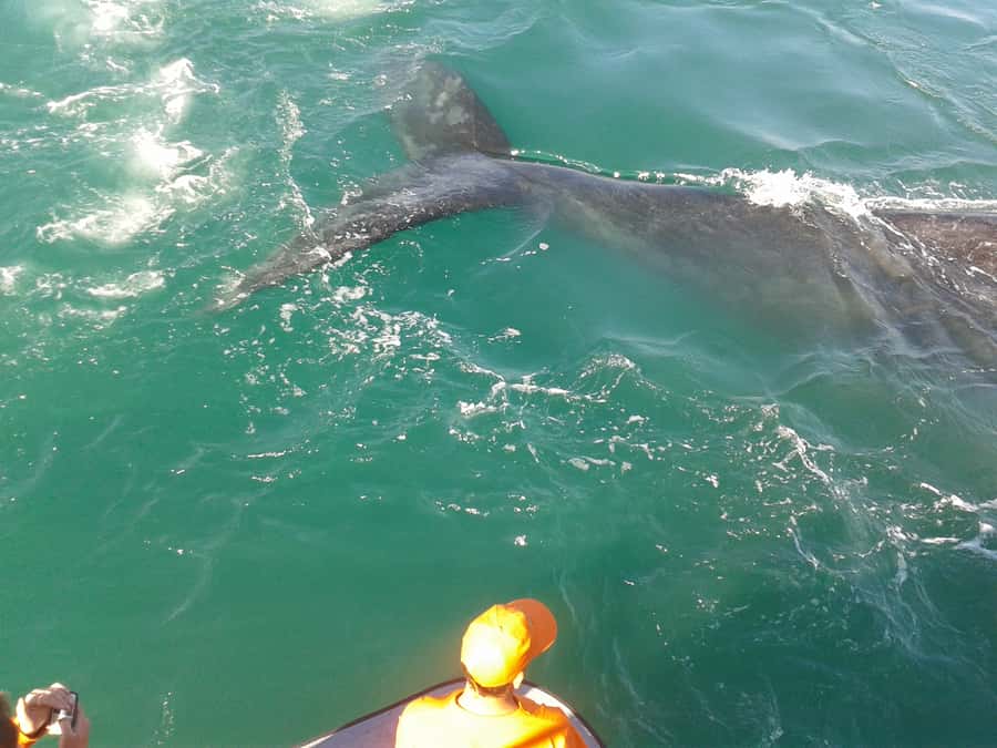 Hermanus: Boat Based Whale Watching Experience - Why Hermanus is a prime whale-watching base
