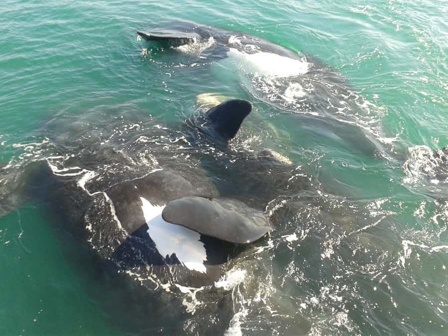 Hermanus: Boat Based Whale Watching Experience - The boat ride into Walker Bay