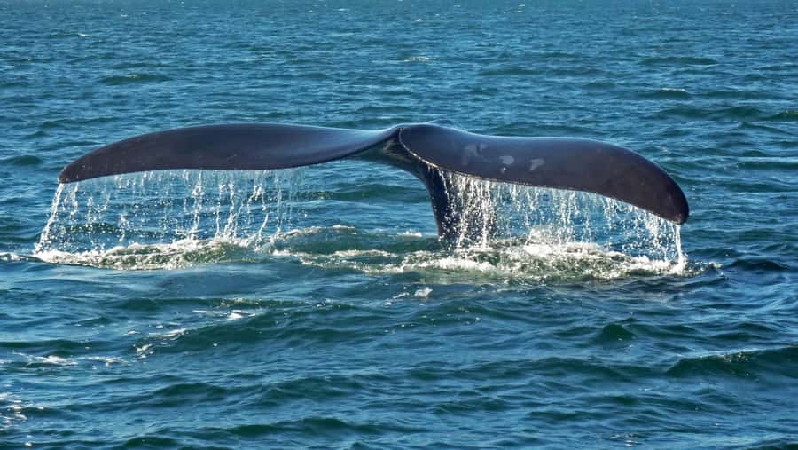 Hermanus: Boat Based Whale Watching Experience - Other marine life along the way