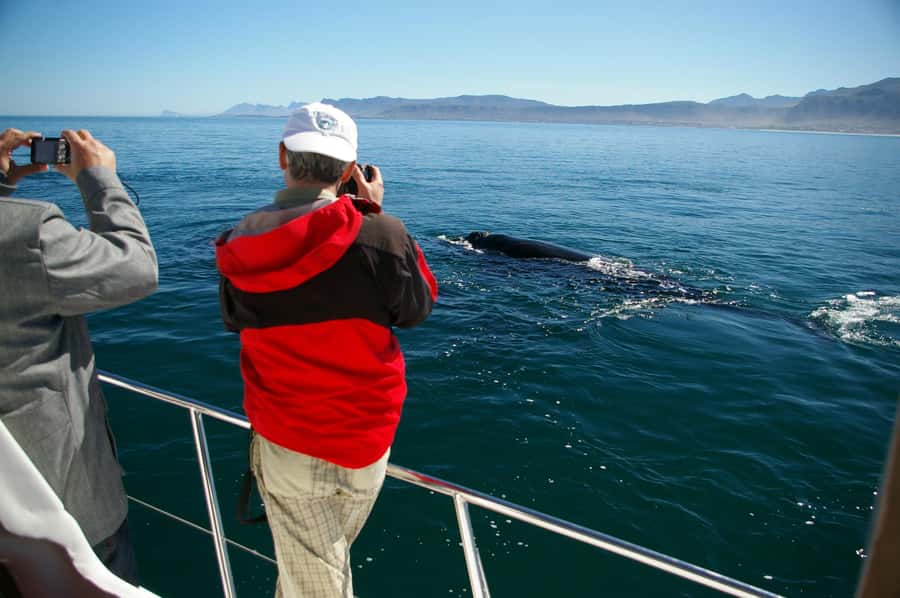 Hermanus: Whale and Dolphin Watching Boat Trip - Key points to know before you book