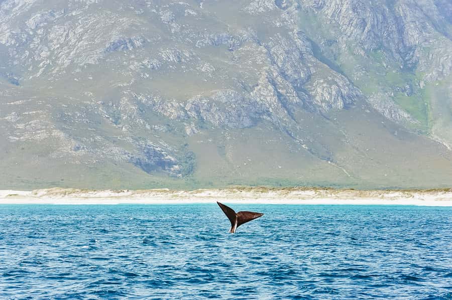 Hermanus: Whale and Dolphin Watching Boat Trip - The safety briefing and whale introduction