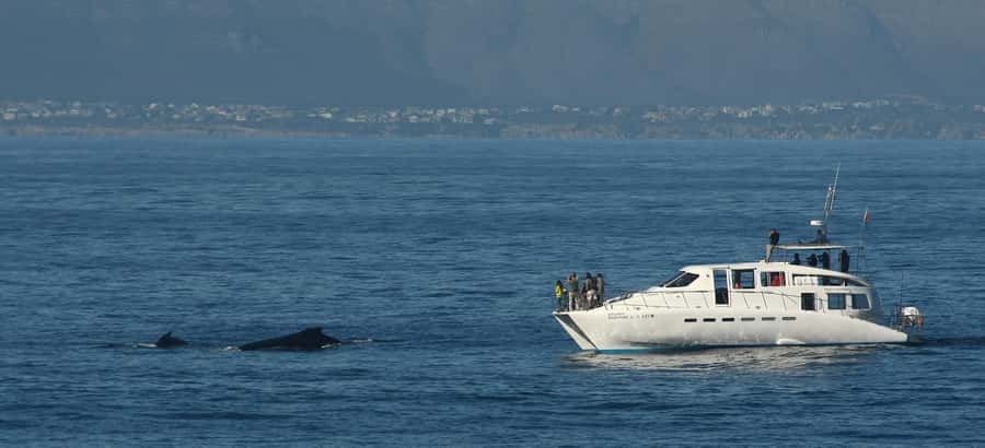 Hermanus: Whale and Dolphin Watching Boat Trip - Searching Walker Bay for whales and dolphins