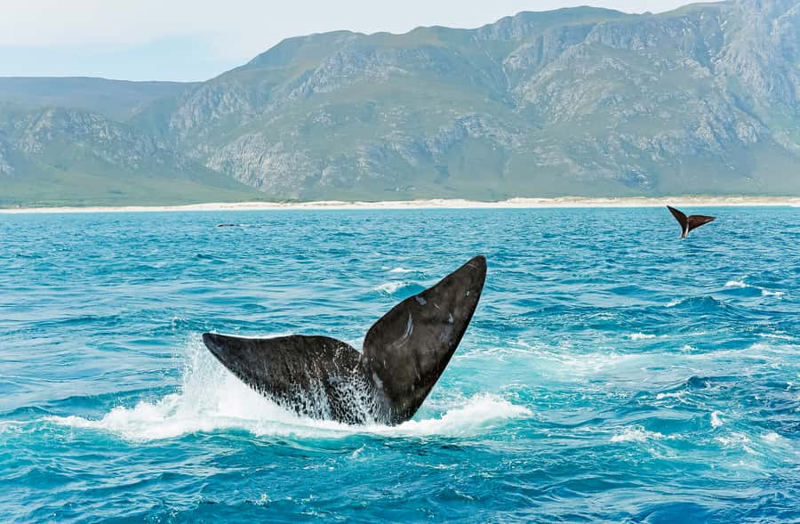 Hermanus: Whale and Dolphin Watching Boat Trip - Who will enjoy this trip most