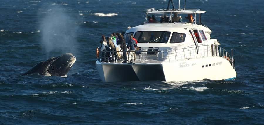 Hermanus: Whale and Dolphin Watching Boat Trip - Arriving at the Whale Shack in New Harbour