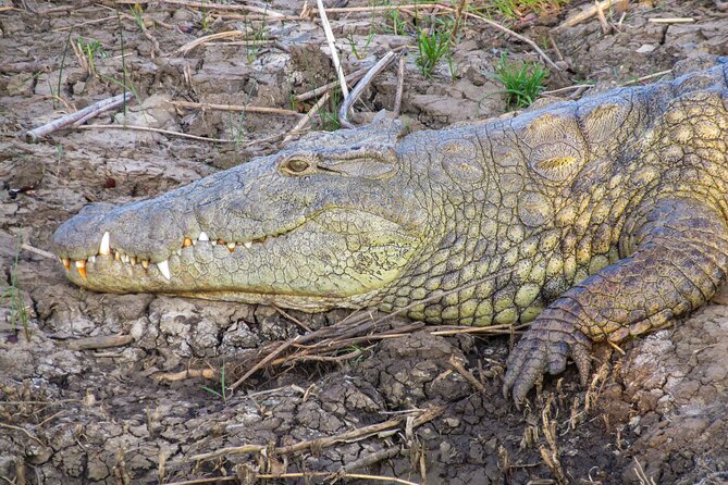 Hippo and Croc Boat Cruise in Saint Lucia with collection - Morning light or a sunset cruise
