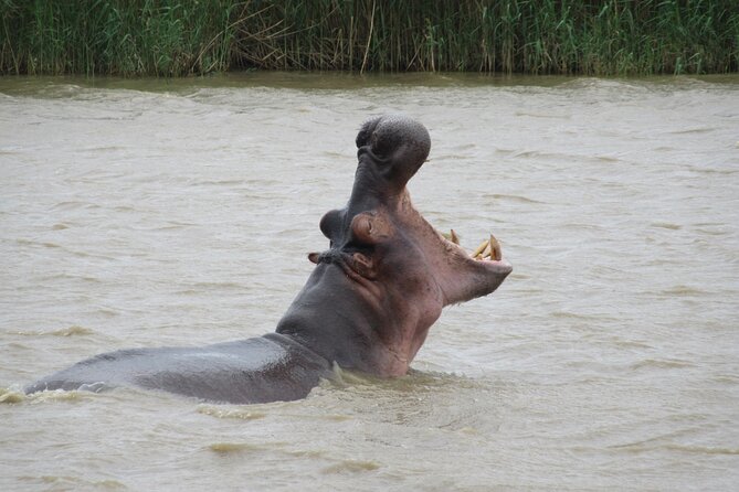 Hippo and Croc Boat Cruise in Saint Lucia with collection - Wildlife sightings, with honest expectations