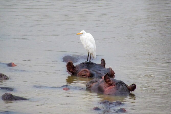 Hippo and Croc Boat Cruise in Saint Lucia with collection - Is $25.88 good value?