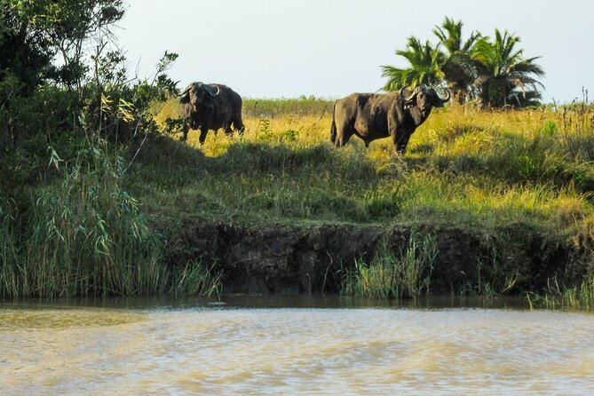 Hippo and Croc Boat Cruise in Saint Lucia with collection - Pickup, timing, and cancellation details