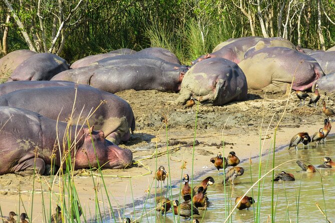 Hippo and Croc Boat Cruise in Saint Lucia with collection - The guides make a real difference