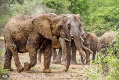 Hluhluwe-Imfolozi: Big 5 Full or Half-Day Safari