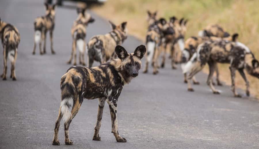 Hluhluwe-Imfolozi: Big 5 Full or Half-Day Safari - Breakfast with a bush view