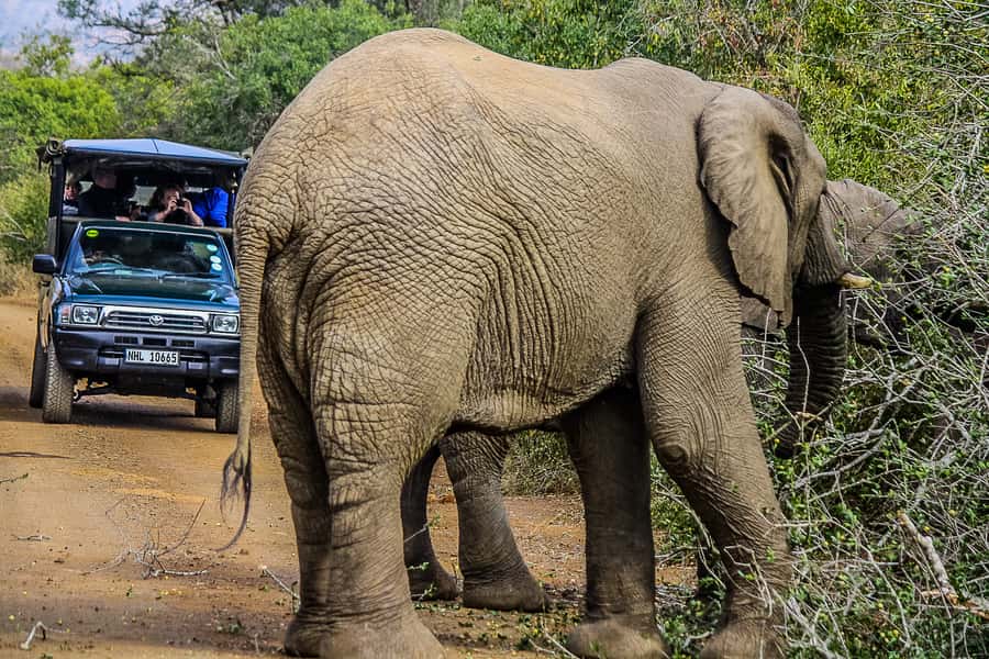 Hluhluwe-Imfolozi: Big 5 Full or Half-Day Safari - What the $87 price really covers