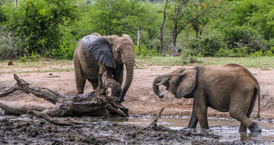 Hluhluwe-Imfolozi: Big 5 Full or Half-Day Safari - Group size, comfort, and practical limits
