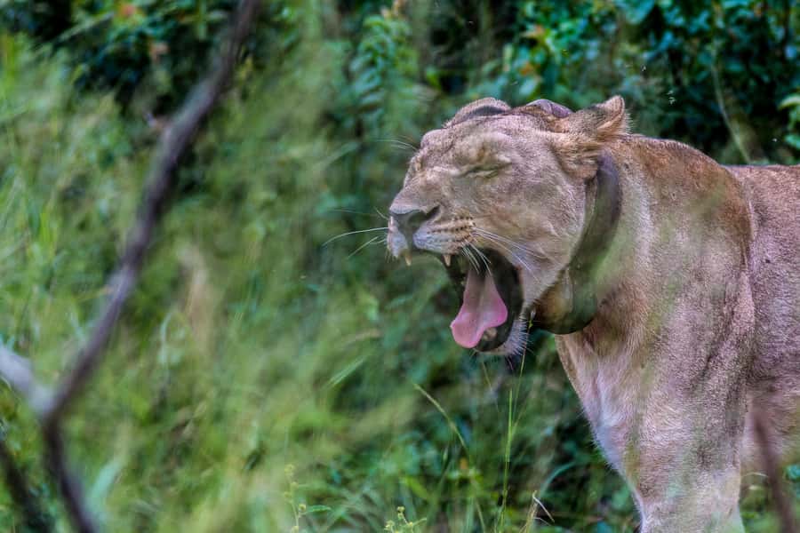 Hluhluwe-Imfolozi: Big 5 Full or Half-Day Safari - Who should book this safari?
