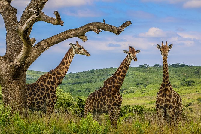 Hluhluwe-Imfolozi Park Full Day Big 5 Safari Tour - Breakfast and the South African braai lunch