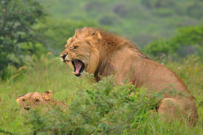 Hluhluwe-Imfolozi Park Full Day Big 5 Safari Tour - The value of $96.05 per person