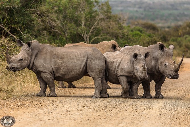 Hluhluwe-Imfolozi Park Full Day Big 5 Safari Tour - Who should book this safari