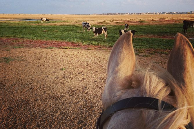 Horse Riding in Sal Island - Cabo Verde - Who will enjoy this Sal Island ride most