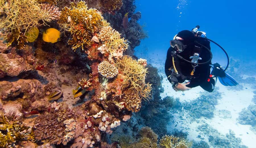 Hurghada: 3-Day PADI Open Water Diving Course - The Red Sea setting and what you may see