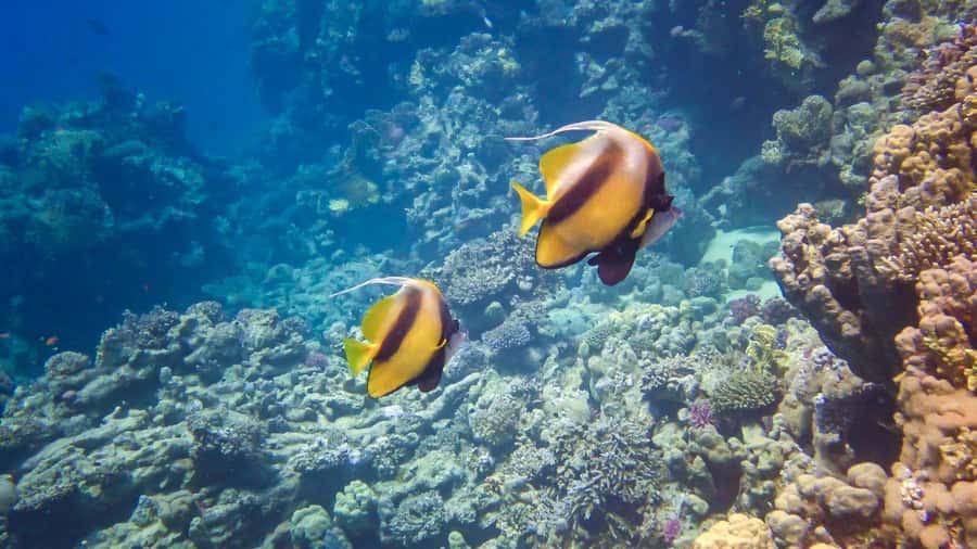 Hurghada: 3 Islands, Dolphins & Snorkel Yacht Trip w/ Lunch - Orange Bay: one hour of beach and photos