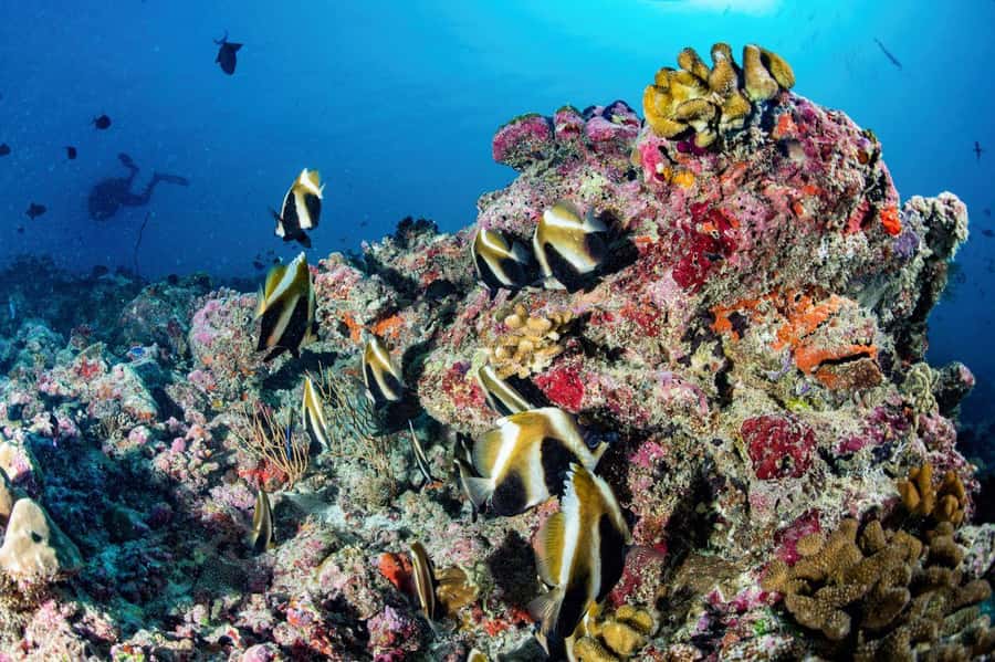 Hurghada: 3 Islands, Dolphins & Snorkel Yacht Trip w/ Lunch - Dolphin watching without a guarantee