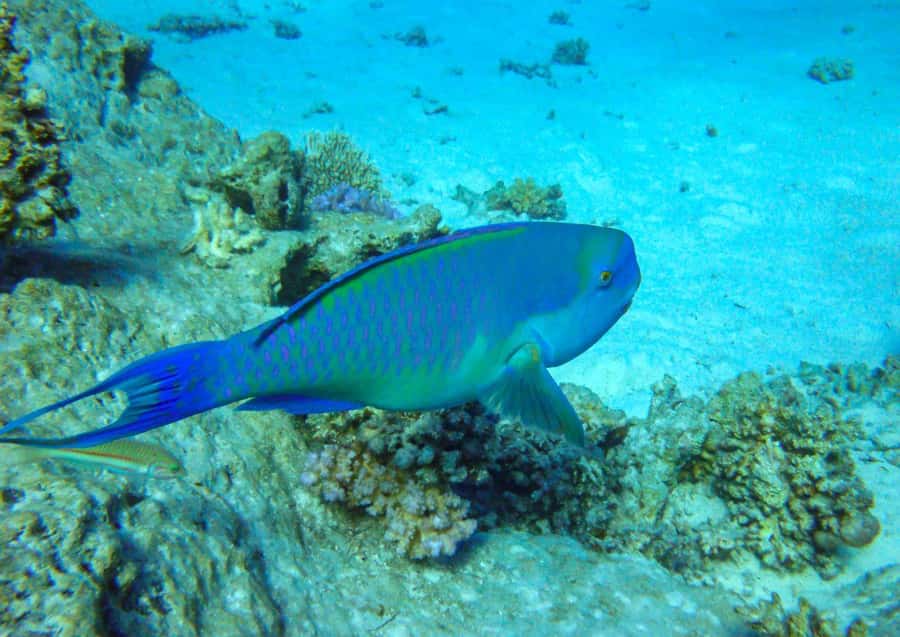 Hurghada: 3 Islands, Dolphins & Snorkel Yacht Trip w/ Lunch - Lunch, breakfast, and the practical value of included food