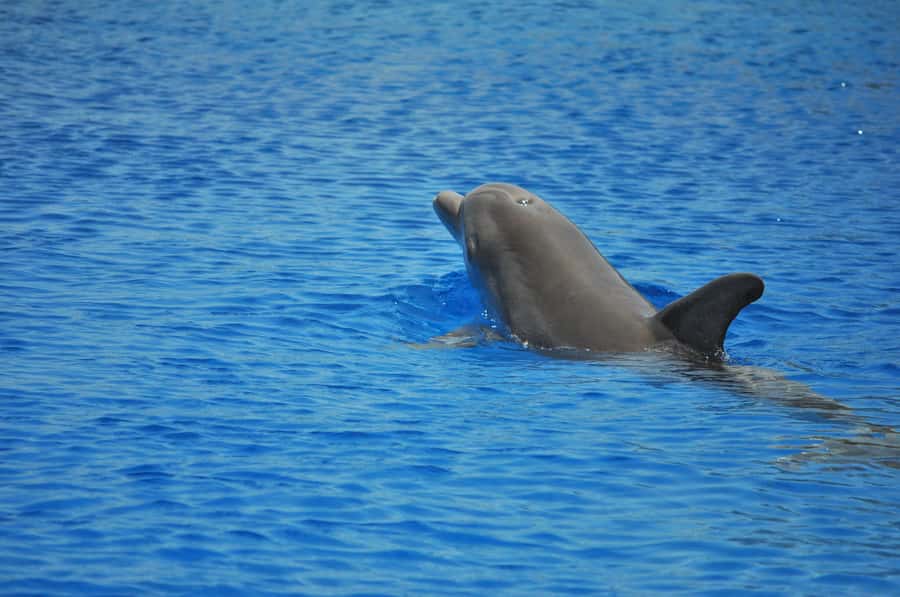 Hurghada: All-Inclusive Elite VIP Dolphin House & Massage - The real attraction: dolphins in open Red Sea waters