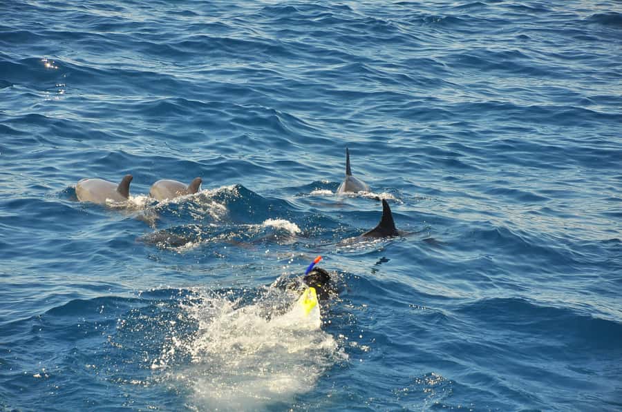 Hurghada: All-Inclusive Elite VIP Dolphin House & Massage - Wind, seasickness, and what to pack