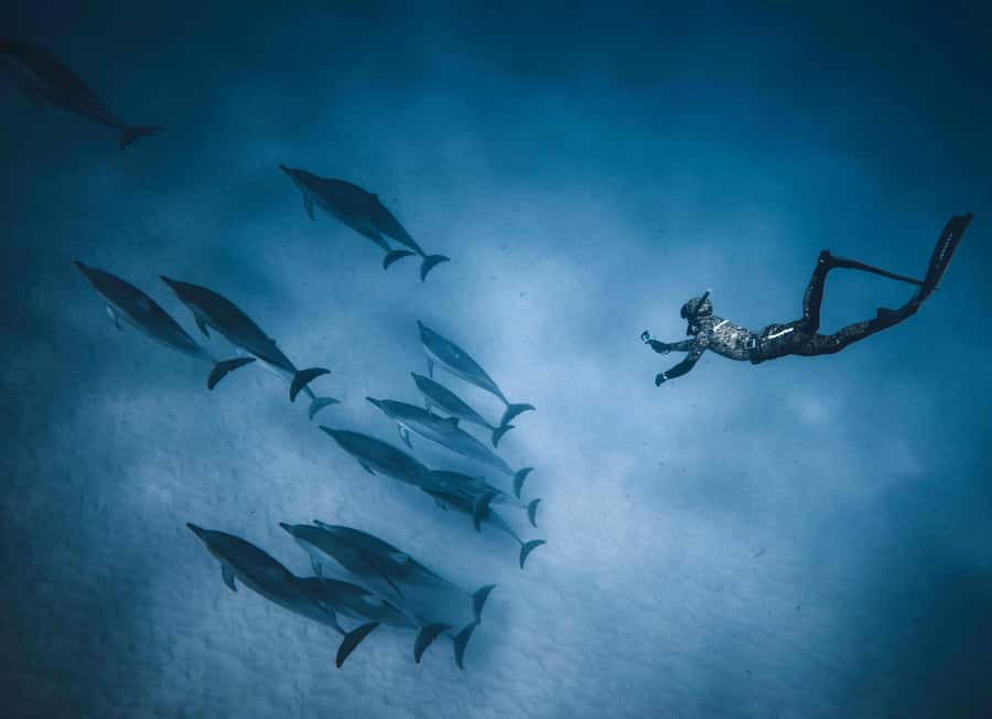 Hurghada: All-Inclusive Elite VIP Dolphin House & Massage - Is $45 a good price for this Hurghada day?