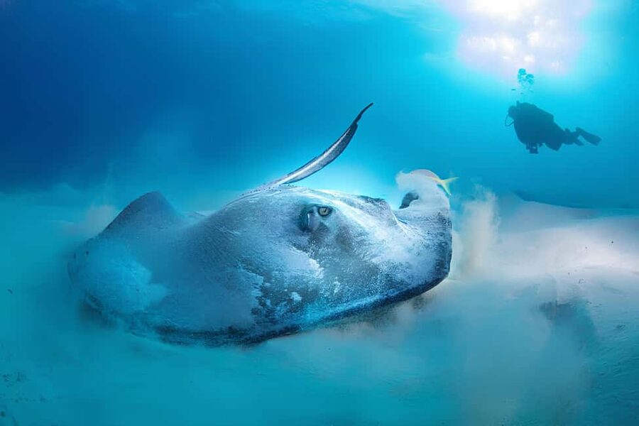 Hurghada: Beginners Scuba Diving Full-Day Boat Trip & Lunch - What the $30 price really includes