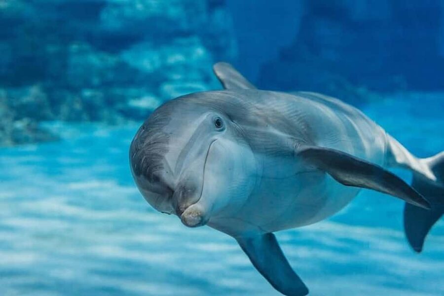 Hurghada: Dolphin & Coral Reef Snorkeling Tour with Lunch - A Red Sea day built around dolphins