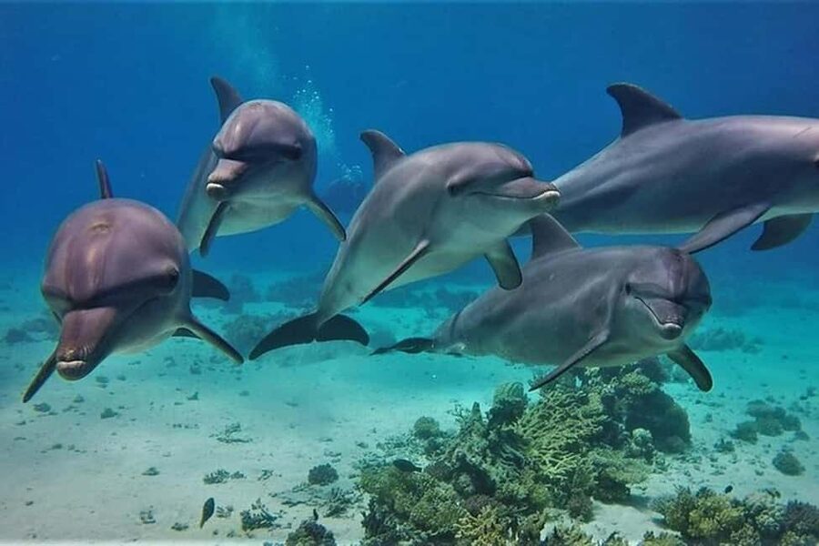 Hurghada: Dolphin & Coral Reef Snorkeling Tour with Lunch - Dolphin watching in the open sea