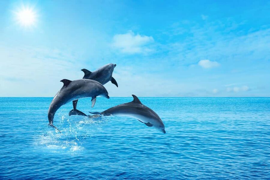 Hurghada: Dolphin & Coral Reef Snorkeling Tour with Lunch - Who will enjoy this most