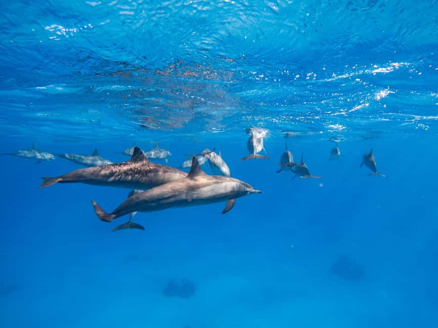 Hurghada: Dolphin & Coral Reef Snorkeling Tour with Lunch - Practical details for a smoother day