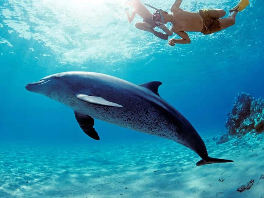 Hurghada: Dolphin Cruise with Snorkeling & Buffet Lunch - Booking and preparation advice