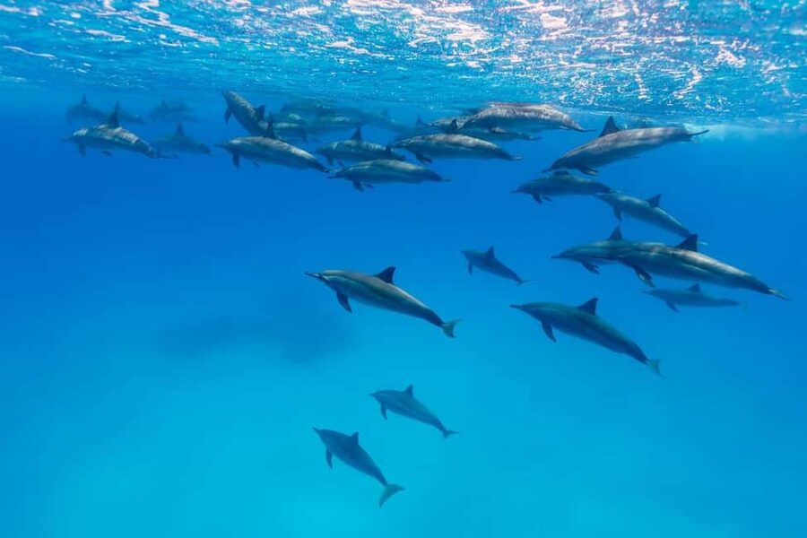 Hurghada: Dolphin Watching Boat Tour with Snorkeling & Lunch - Banana boats, sofa rides, and a lighter finish