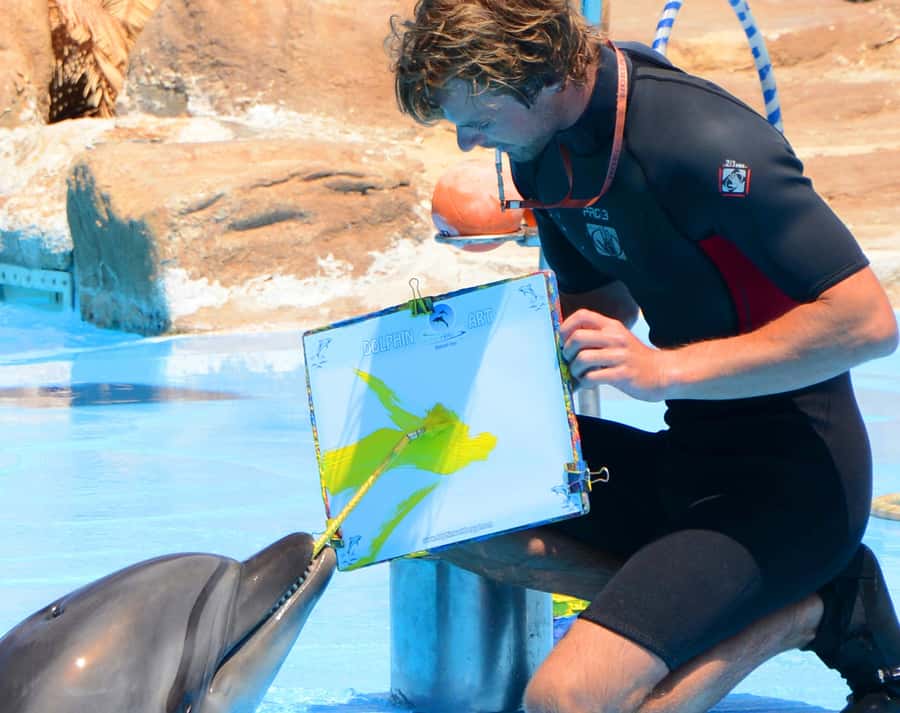 Hurghada: Dolphin World Show with Walruses and Pickup - What the Dolphin World morning is really like