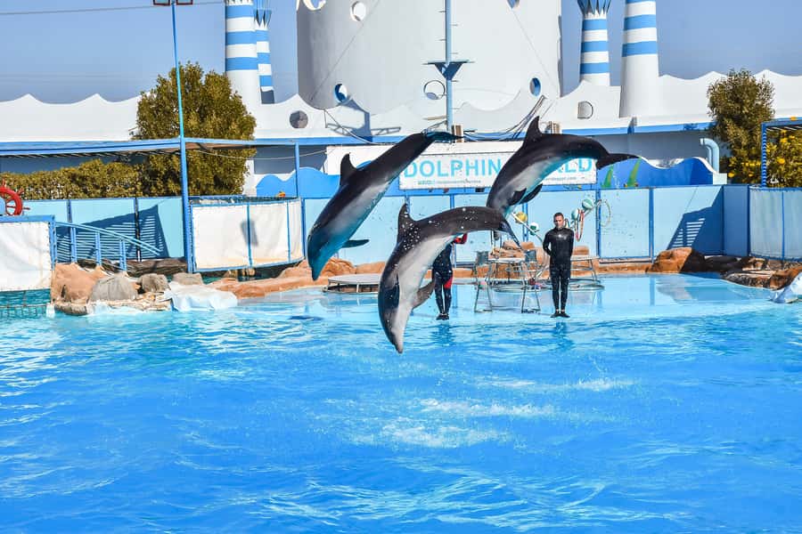 Hurghada: Dolphin World Show with Walruses and Pickup - Seating, arrival, and the waiting area