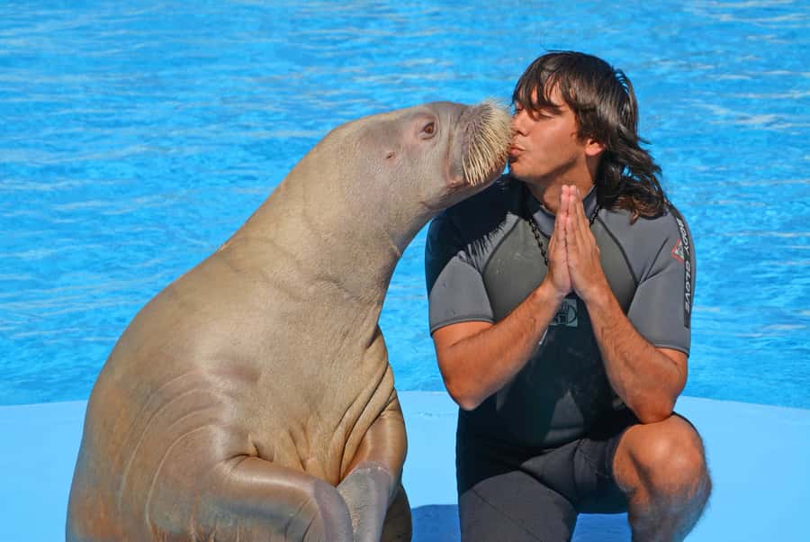 Hurghada: Dolphin World Show with Walruses and Pickup - Other animals and extra things to see