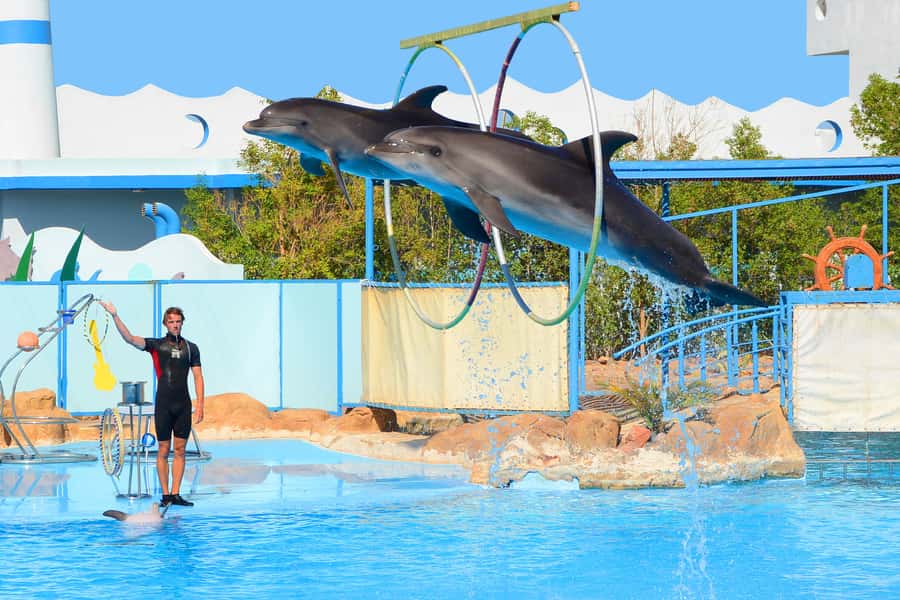Hurghada: Dolphin World Show with Walruses and Pickup - Who should book this Dolphin World experience?