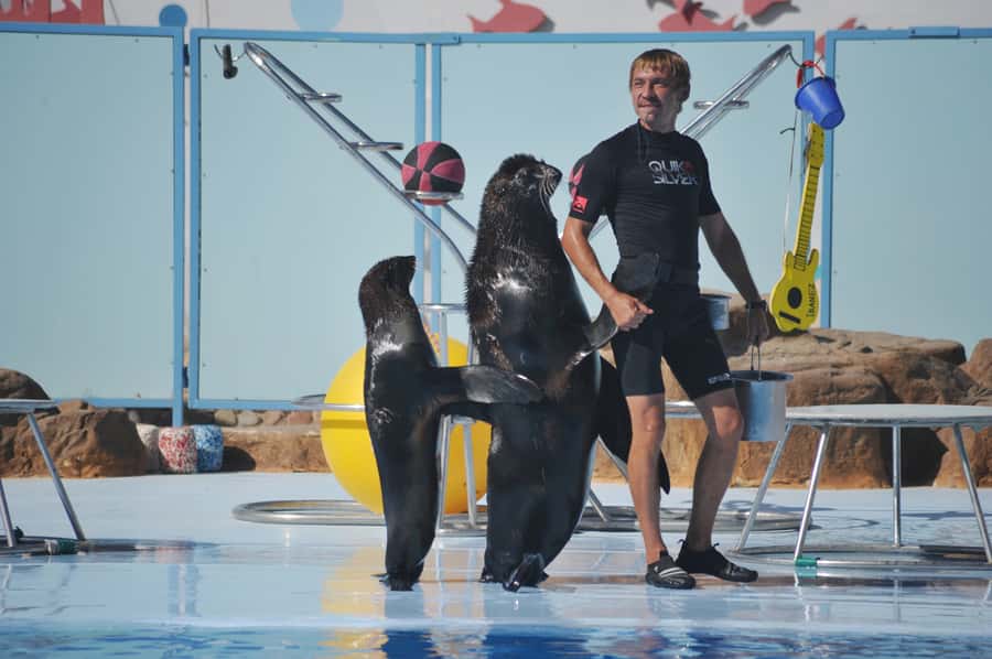 Hurghada: Dolphin World Show with Walruses and Pickup - The dolphins are the main event