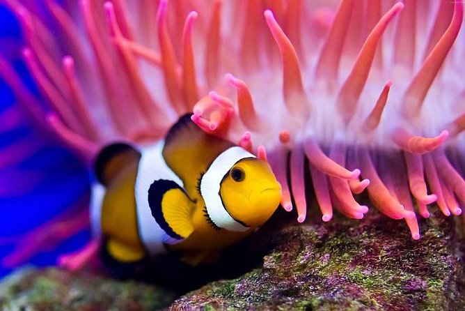 Hurghada: Full-Day Diving Tour with Lunch & Two Dive Sites - The second site and a wider look below the surface