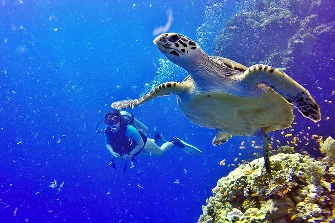 Hurghada: Full-Day Diving Tour with Lunch & Two Dive Sites - The guides and the feel of the service
