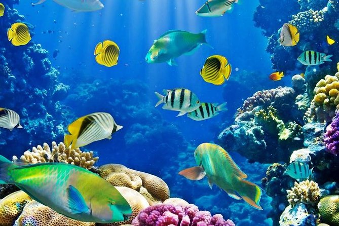 Hurghada: Full-Day Diving Tour with Lunch & Two Dive Sites - Boarding the White Dolfin