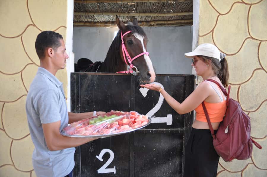Hurghada: Horse Ride, BBQ Dinner, and Stargazing - Who should book this evening?