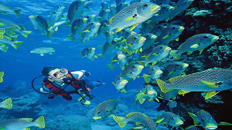 Hurghada:Luxury Diving & Snorkeling inc/Island/Lunch/Massage - Leaving Hurghada for Orange Bay
